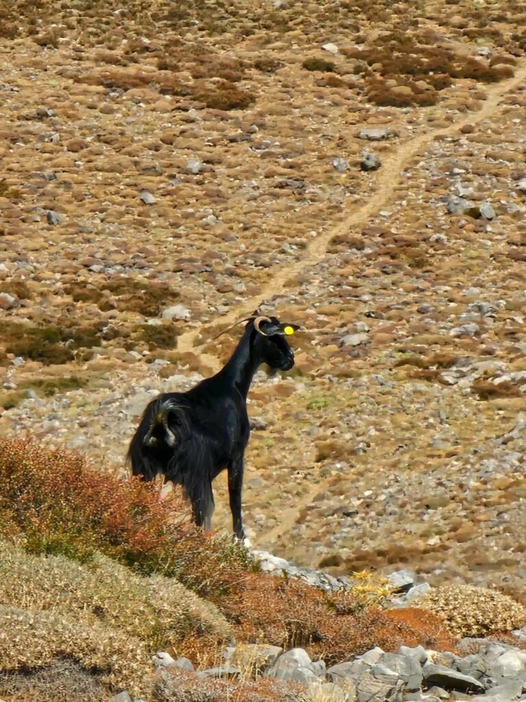 The flora and phauna of Crete